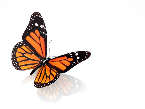 3D butterfly isolated
