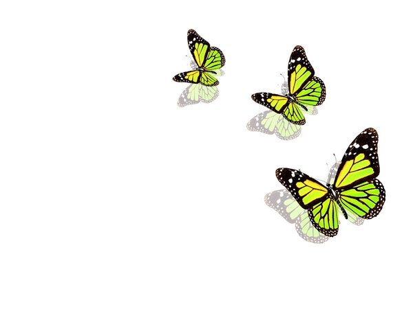 Beautiful yellow butterflies