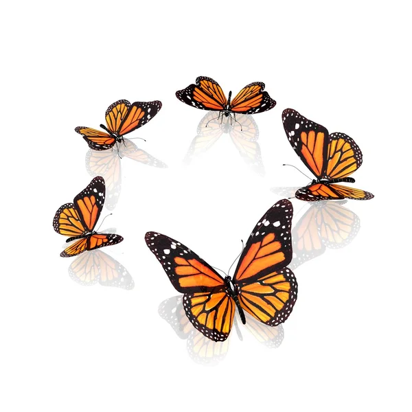 美しいオレンジ色の蝶 — ストック写真