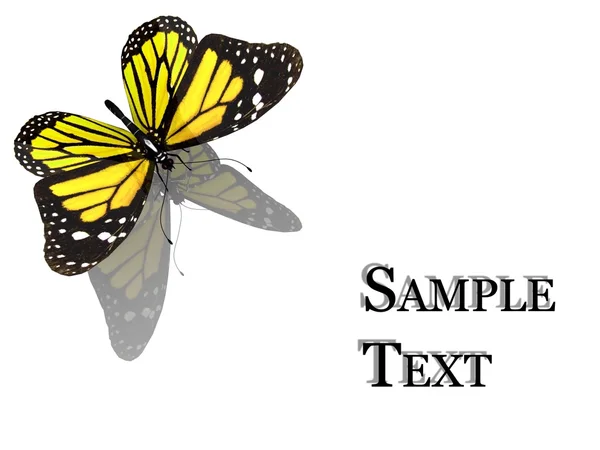 Krásný motýl žlutý — Stock fotografie