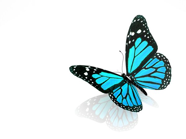 3D butterfly isolated