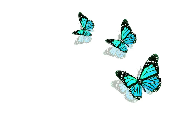 Hermosas mariposas azules — Foto de Stock