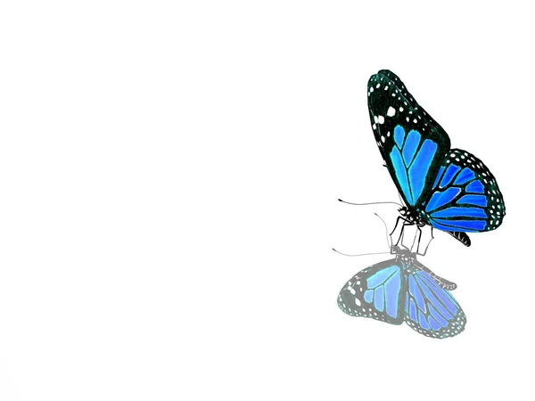 Красивая яркая бабочка — стоковое фото