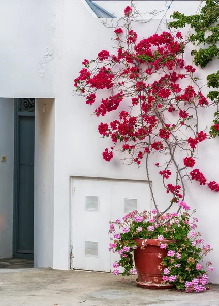 Hagyományos görög falu bougainvillea virágok Milos island, Görögország — Stock Fotó