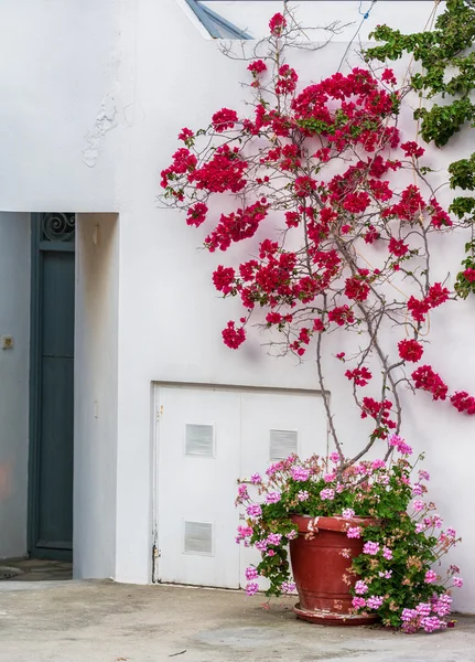 Bougainvillea çiçek Milos island, Yunanistan ile geleneksel Rum köyü