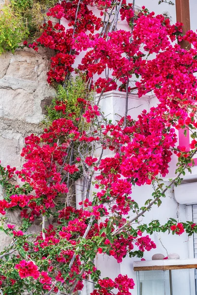 Pueblo griego tradicional con flores de buganvillas en la isla de Milos, Grecia —  Fotos de Stock