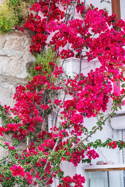 Bougainvillea çiçek Milos island, Yunanistan ile geleneksel Rum köyü — Stok fotoğraf