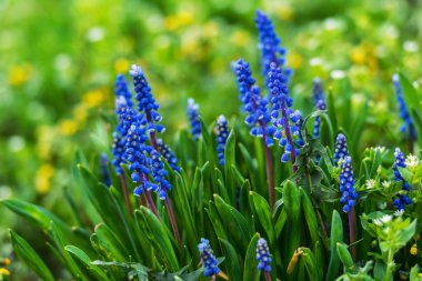 Parlak bir bahar bahçe çiçek kadar kapatın