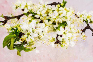 Pembe arka plan izole çiçek açması bir Erik ağacının dalını 