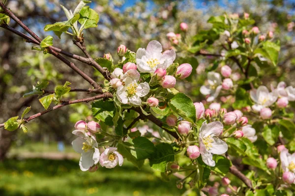 Macieira-árvore florescente em um jardim de primavera — Fotografia de Stock