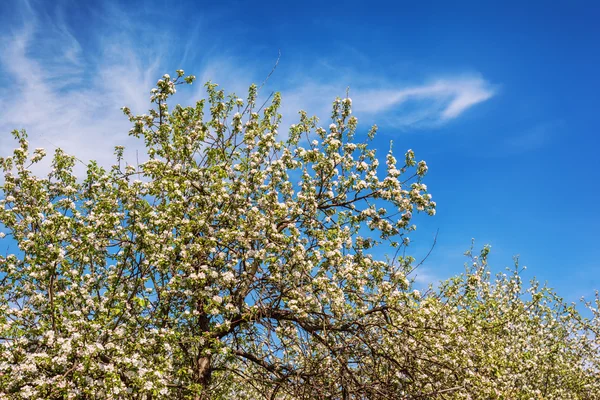 Blommande äppelträd i vårträdgård — Stockfoto