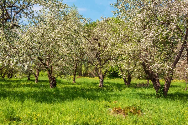 Цветущие яблони в саду весны — стоковое фото