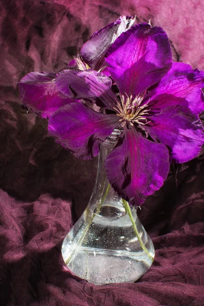 Λουλούδι μωβ κληματιτής σε σκούρο φόντο — Φωτογραφία Αρχείου