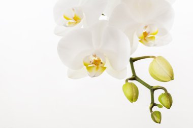 Beyaz orchidea kadar kapatın