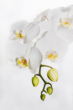 Beyaz orchidea kadar kapatın