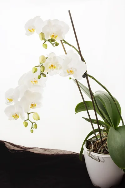 Λευκό κοντινό orchidea — Φωτογραφία Αρχείου
