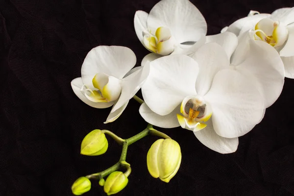 Beyaz orchidea kadar kapatın