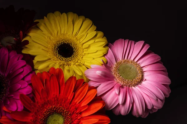 Όμορφο Λουλούδι Gerbera Μαύρο Φόντο — Φωτογραφία Αρχείου