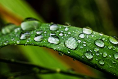 Green grass with water drops, macro photography