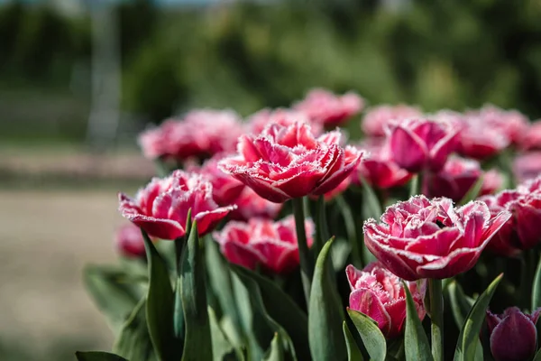 Veld Met Heldere Tulpen Oekraïne — Stockfoto