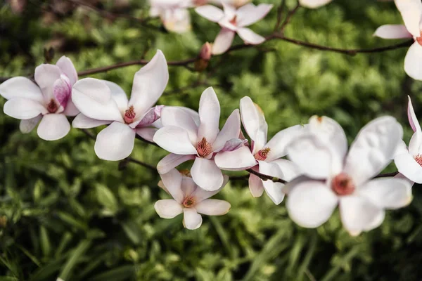 Närbild Blomma Fotografering Makro Fotografi Med Blommor Naturlig Bakgrund — Stockfoto