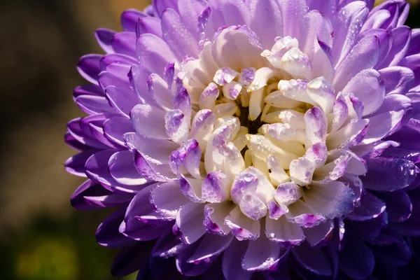 Beautiful Macro Flower Morning Dew Autumn Time — Stock Photo, Image