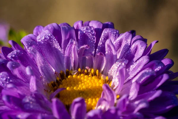 Beautiful Macro Flower Morning Dew Autumn Time — Stock Photo, Image