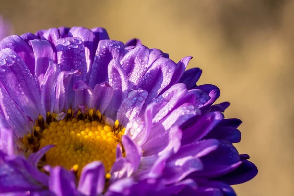 Beautiful Macro Flower Morning Dew Autumn Time — Stock Photo, Image