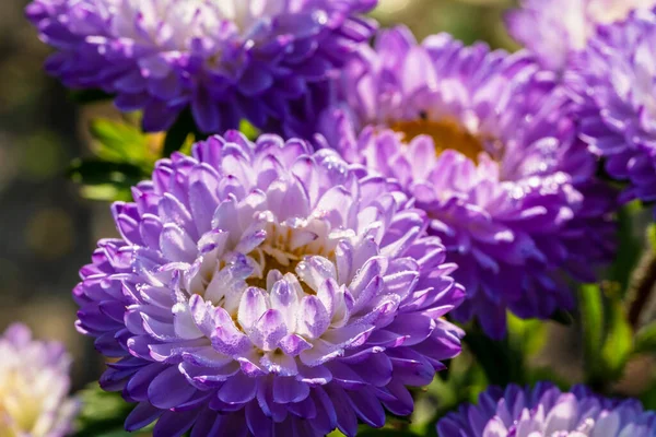 Prachtige Macro Bloem Met Ochtenddauw Herfst — Stockfoto