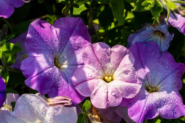 Bela Flor Macro Com Orvalho Manhã Hora Outono — Fotografia de Stock