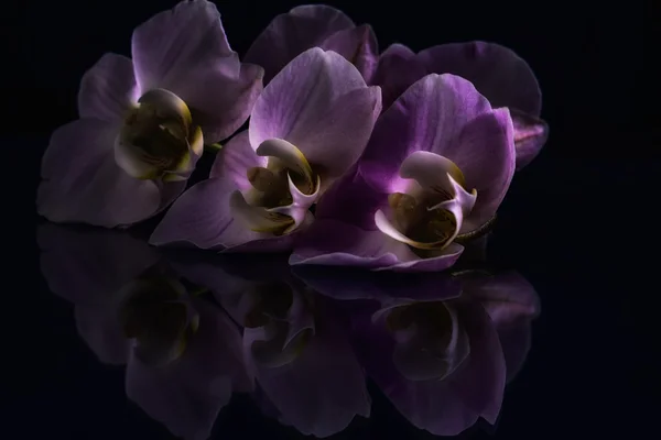Λιλά Orchidea — Φωτογραφία Αρχείου