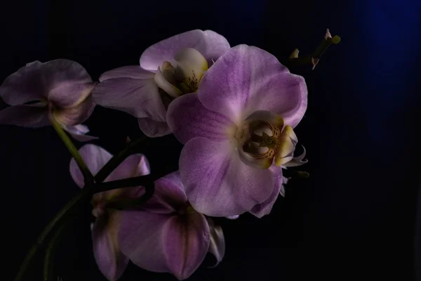 Lila Orchidea — Stockfoto