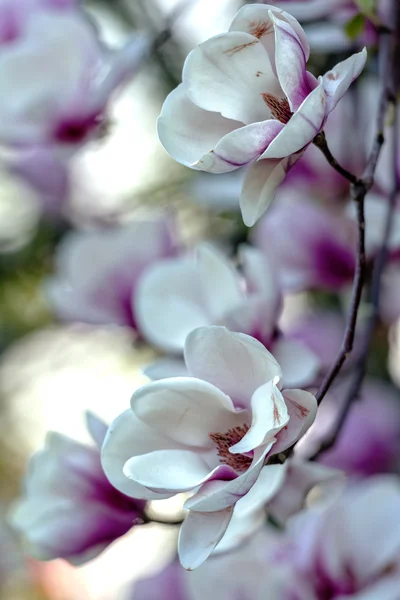 Blossoming of magnolia — Stock Photo, Image