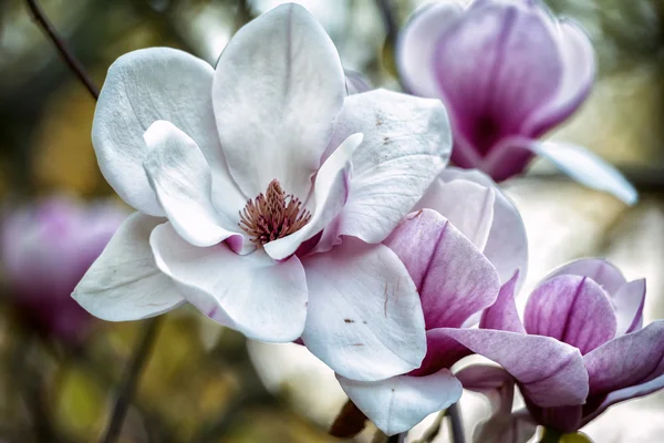 Bloei van magnolia — Stockfoto