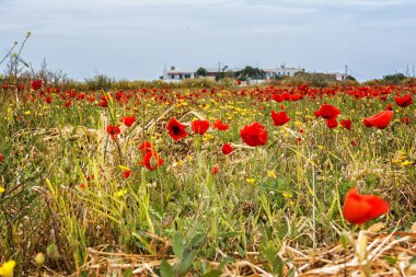 Bahar poppy, Yunanistan