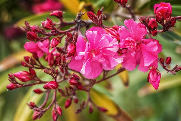 Griechische Blumen — Stockfoto