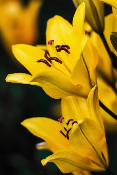 Gele close-up lily — Stockfoto