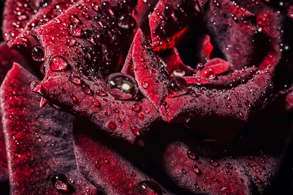 Roze bloem — Stockfoto