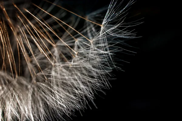 Flor de dente de leão — Fotografia de Stock