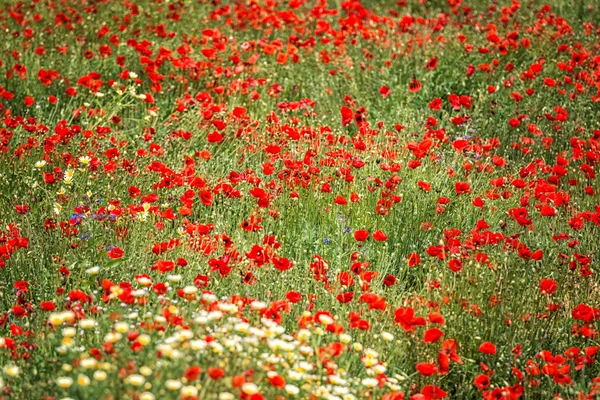 Poppy flower — Stock Photo, Image