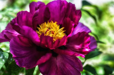 Peony çiçek başları