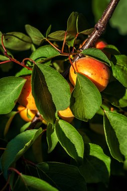 Olgun kayısı kayısı ağacı büyüyen