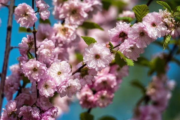 Pink flowers of the cherry blossoms on a spring day in the park — Stock Photo, Image