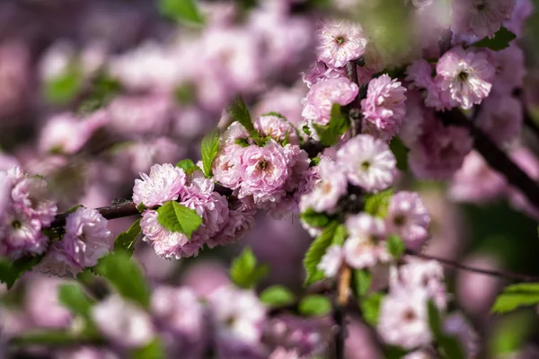 Flores rosa das flores de cereja em um dia de primavera no parque — Fotografia de Stock