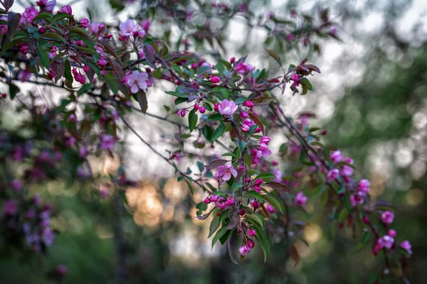 公園で春の日の桜の花のピンクの花 — ストック写真