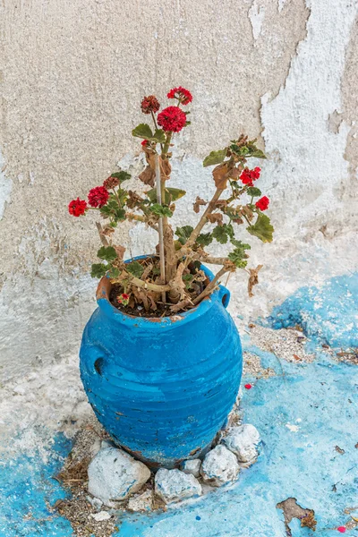 그리스 꽃 — 스톡 사진