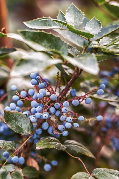 Mirtillo nel frutteto — Foto Stock