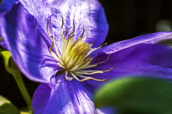 Bela clematis — Fotografia de Stock