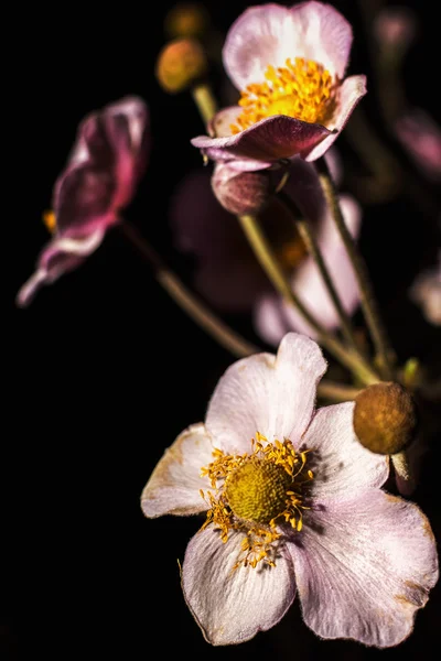 Beautiful flowers — Stock Photo, Image