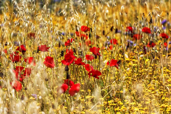 Poppy flower — Stock Photo, Image